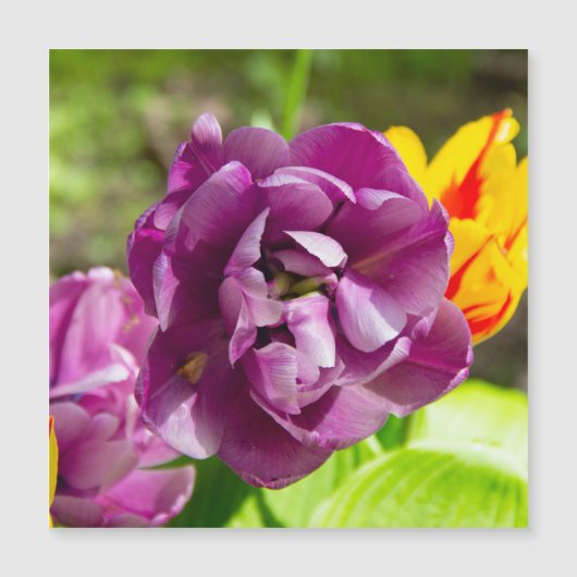 Lila tulpen op een zonnige dag (Voorkant)