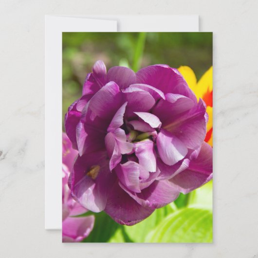 Lila tulpen op een zonnige dag (Voorkant)