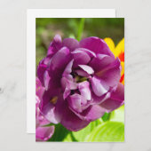 Lila tulpen op een zonnige dag (Voorkant / Achterkant)