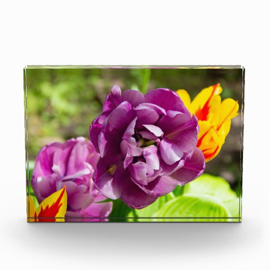 Lila tulpen op een zonnige dag fotoblokken (Voorkant)