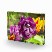 Lila tulpen op een zonnige dag fotoblokken (Rechts)