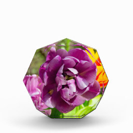 Lila tulpen op een zonnige dag fotoblokken