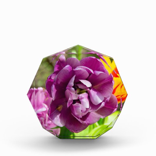 Lila tulpen op een zonnige dag fotoblokken (Voorkant)