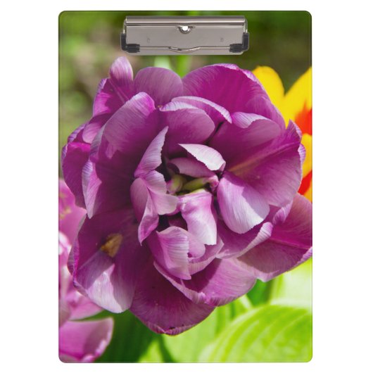 Lila tulpen op een zonnige dag klembord (Voorkant)