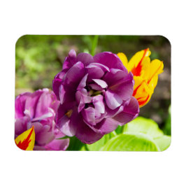 Lila tulpen op een zonnige dag magneet
