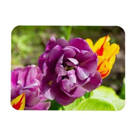Lila tulpen op een zonnige dag magneet (Horizontaal)