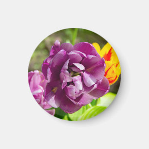 Lila tulpen op een zonnige dag magneet