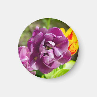 Lila tulpen op een zonnige dag magneet