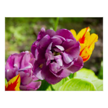Lila tulpen op een zonnige dag