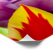 Lila tulpen op een zonnige dag perfect poster (Hoek)