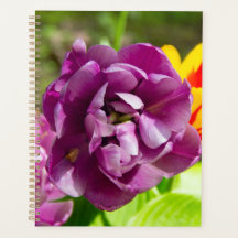 Lila tulpen op een zonnige dag