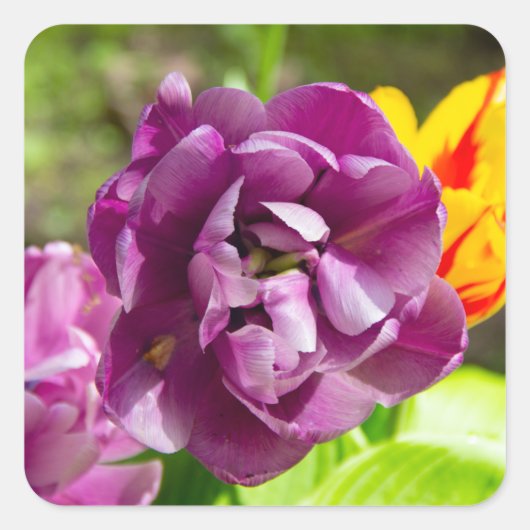 Lila tulpen op een zonnige dag vierkante sticker (Voorkant)