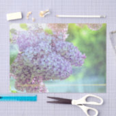 Lila ventilator Paarse schoonheid, landochtendzon Tissuepapier (Craft)