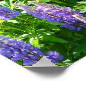 Lila violett rosa roze Lupinen Blumen polyphyllus Poster (Hoek)