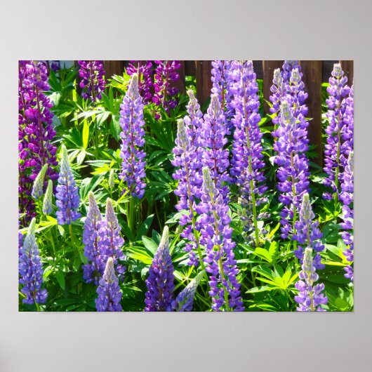Lila violett rosa roze Lupinen Blumen polyphyllus Poster (Voorkant)