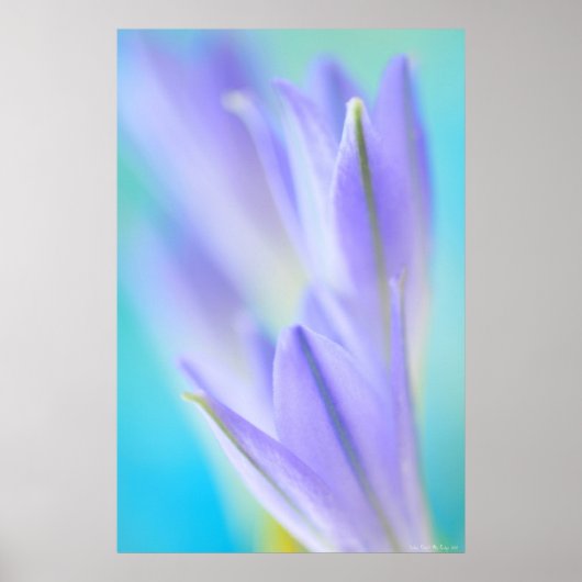 Lila vlokken poster (Voorkant)