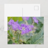 Lila Wildflower Foto Geranium Botanische Bloem Briefkaart (Voorkant / Achterkant)