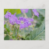 Lila Wildflower Foto Geranium Botanische Bloem Briefkaart (Voorkant)