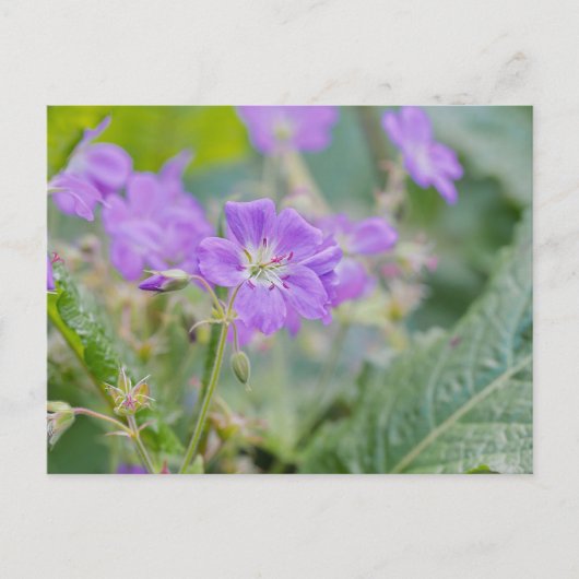 Lila Wildflower Foto Geranium Botanische Bloem Briefkaart (Voorkant)