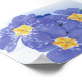 Lila winterbloeiende pansy poster (Hoek)