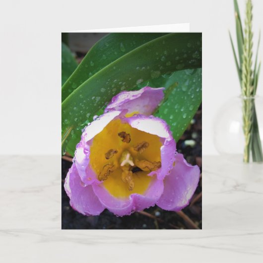 Lila Wonder Tulip, kaart (Voorkant)
