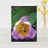Lila Wonder Tulip, kaart (Gele Bloem)
