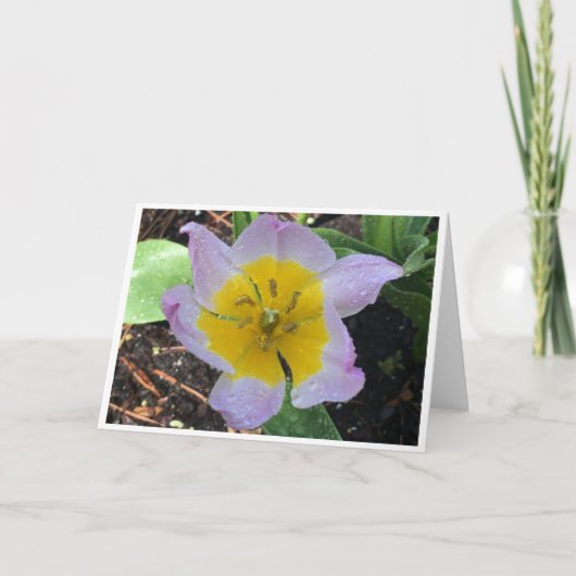 Lila Wonder Tulip, kaart (Voorkant)