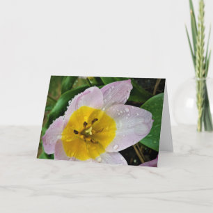 Lila Wonder Tulip, kaart