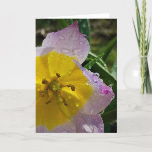 Lila Wonder Tulip, kaart