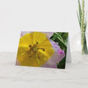Lila Wonder Tulip, kaart