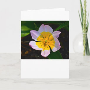 Lila Wonder Tulip, kaart