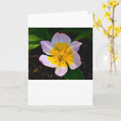 Lila Wonder Tulip, kaart (Gele Bloem)