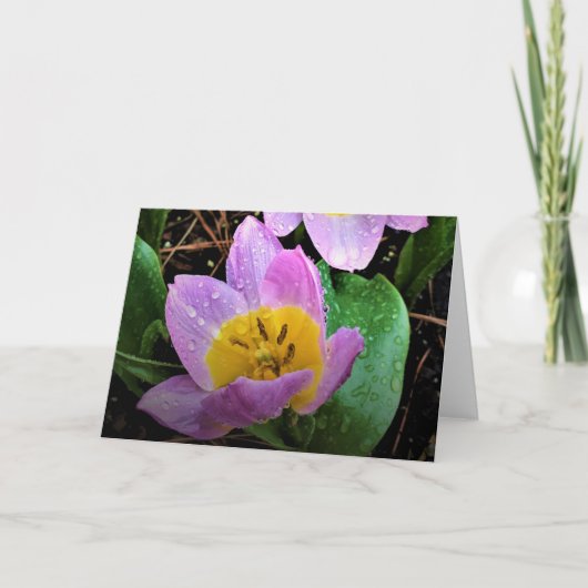Lila Wonder Tulip, kaart (Voorkant)
