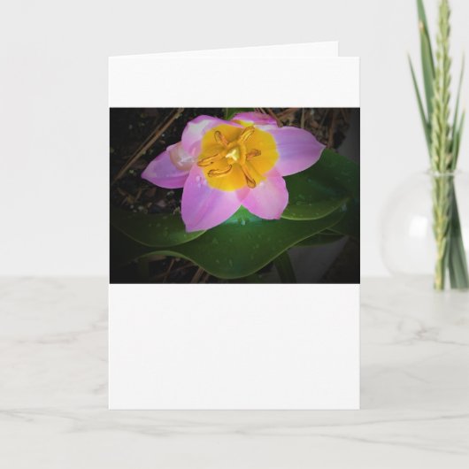 Lila Wonder Tulip, kaart (Voorkant)