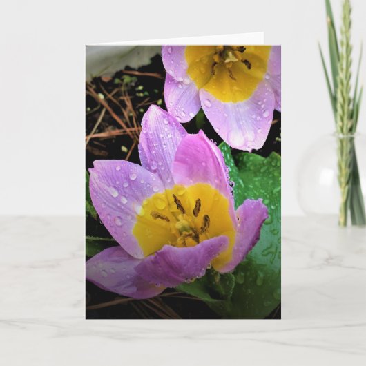 Lila Wonder Tulip, kaart (Voorkant)