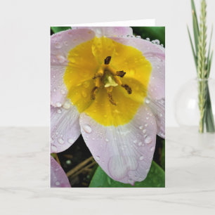 Lila Wonder Tulip, kaart