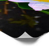 Lila Wonder Tulip Poster (Hoek)