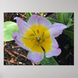 Lila Wonder Tulip Poster