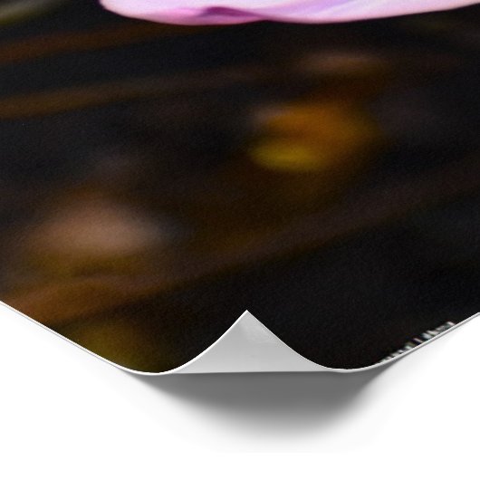 Lila Wonder Tulip Poster (Hoek)