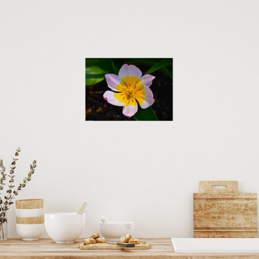 Lila Wonder Tulip Poster (Keuken)