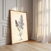 Lilac Botanische Studie Canvas Kunst Poster