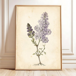 Lilac Botanische Studie Canvas Kunst Poster
