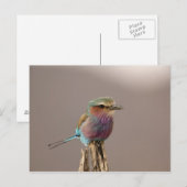 Lilac-breasted Roller, Coracias caudata, Samburu Briefkaart (Voorkant / Achterkant)