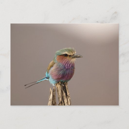 Lilac-breasted Roller, Coracias caudata, Samburu Briefkaart (Voorkant)