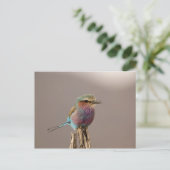 Lilac-breasted Roller, Coracias caudata, Samburu Briefkaart (Staand voorkant)