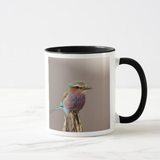 Lilac-breasted Roller, Coracias caudata, Samburu Mok (Rechts)