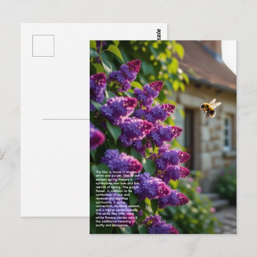 Lilac Symbolism Briefkaart (Voorkant / Achterkant)