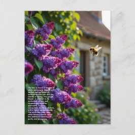 Lilac Symbolism Briefkaart