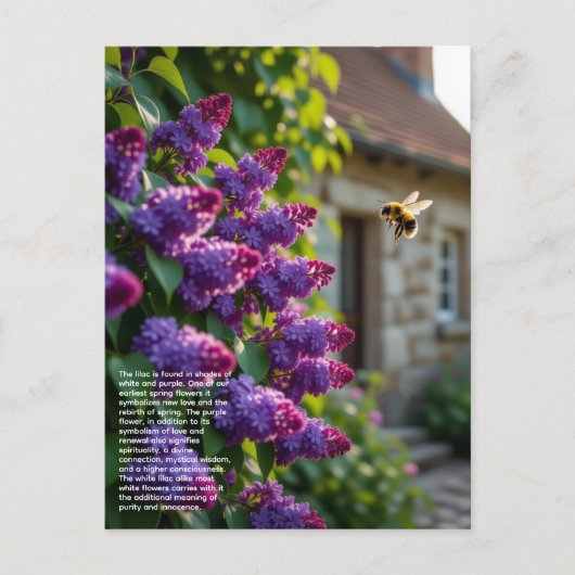 Lilac Symbolism Briefkaart (Voorkant)