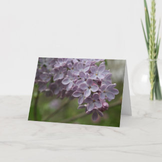 Lilac (Syringa spp.) Kaart